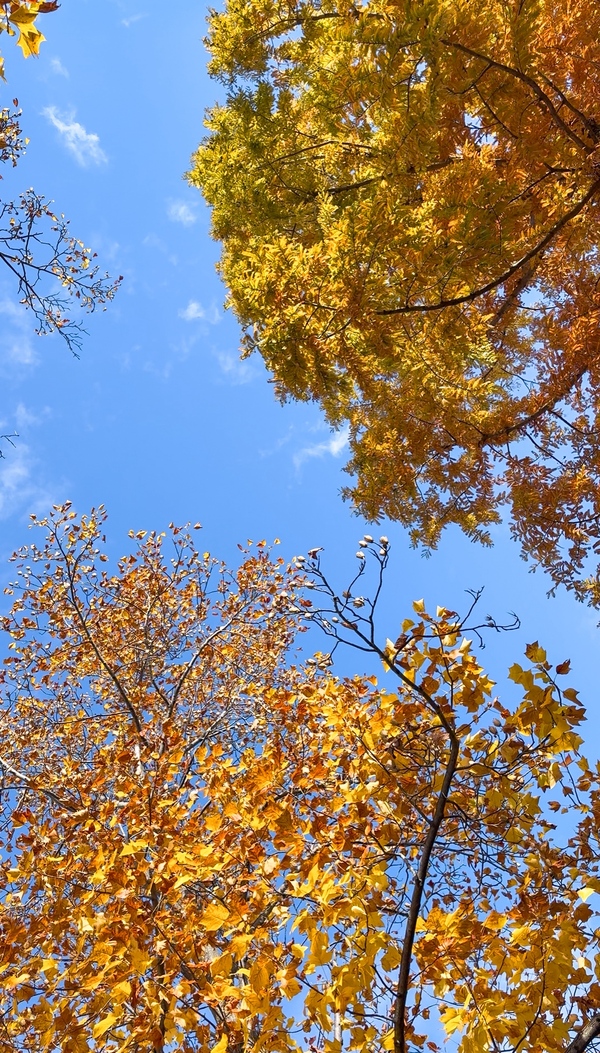 11/20 新着 CRS大阪 即納車紹介【ハイエースキャラバン プロボックス デリカ タウンエース トライトン  新車 中古車 カスタムカー】日々更新中！