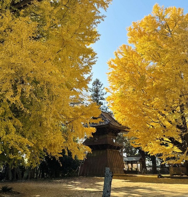 CRS千葉　展示車情報　12/9🦍🌴
