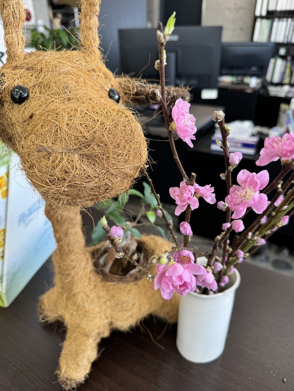 CRS千葉　🌈展示車紹介🌴 2/24